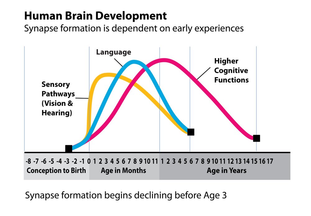 Brain Development in Men - wide 7